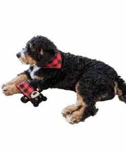 Plaid Bear Dog Toy -Engel Cheap Store DT358 WEB MS1F01 36196.1697033460